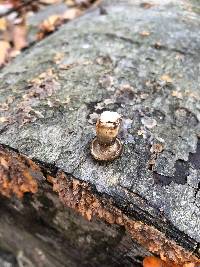 Polyporus brumalis image