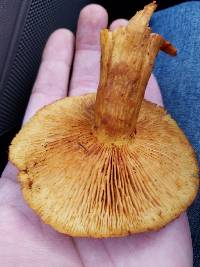 Gymnopilus ventricosus image