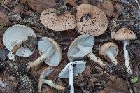 Echinoderma asperum image
