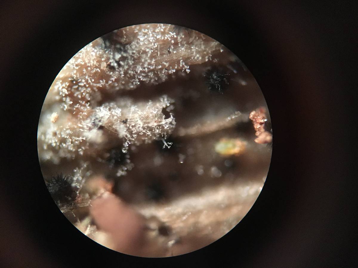 Paullicorticium pearsonii image