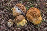 Boletus luridellus image