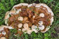 Ganoderma sessile image