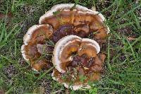 Ganoderma sessile image