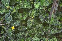 Physarum cinereum image