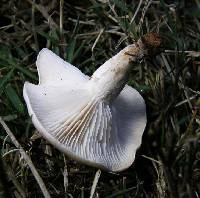 Clitocybe rivulosa image