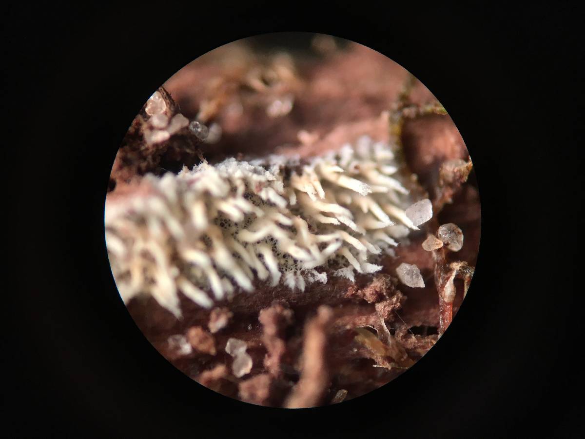 Hyphodontia subspathulata image