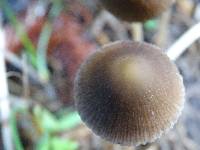 Psathyrella corrugis image