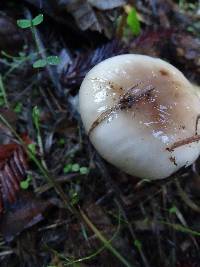 Gomphidius oregonensis image