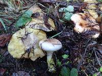 Suillus caerulescens image