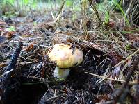 Suillus caerulescens image