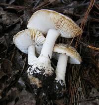 Amanita crenulata image