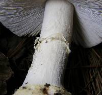 Amanita crenulata image