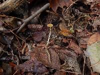 Mycena crocea image