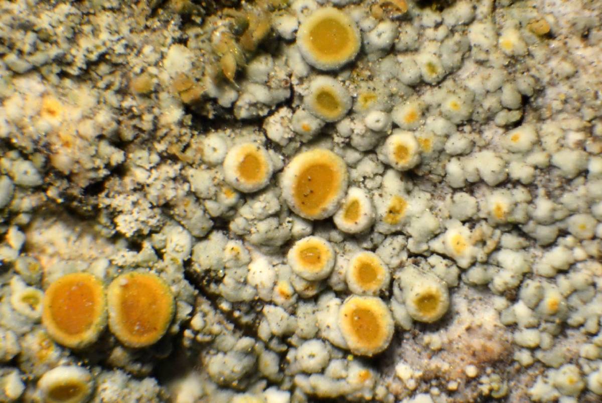 Caloplaca stanfordensis image