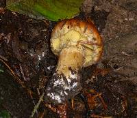 Suillus ponderosus image