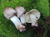 Tricholoma portentosum image