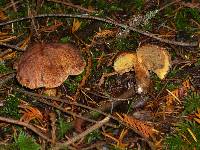 Suillus lakei image