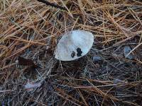 Tricholoma terreum image