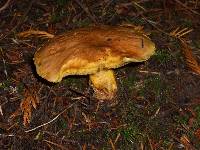 Suillus americanus image