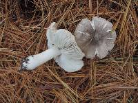 Tricholoma terreum image