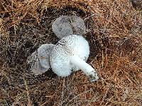 Tricholoma terreum image