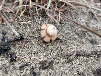 Geastrum floriforme image