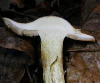 Cortinarius caperatus image