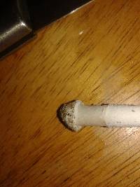 Amanita sect. Vaginatae image