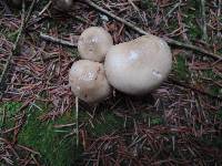 Hygrophorus pustulatus image