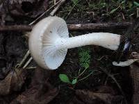 Hygrophorus pustulatus image