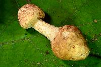 Amanita daucipes image