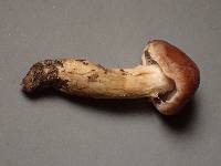 Hebeloma alpinicola image
