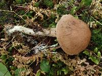 Cortinarius rigens image