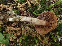 Cortinarius rigens image