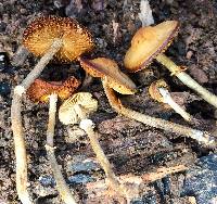 Conocybe rugosa image