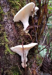 Pleurotus dryinus image