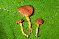 Boletus subfraternus image