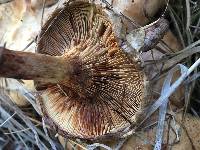 Paxillus involutus image