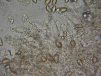 Hebeloma velutipes image