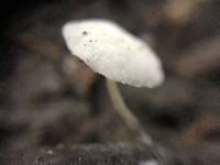 Hemimycena candida image