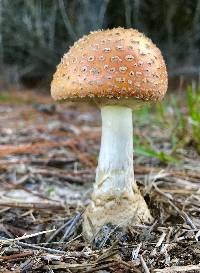 Amanita persicina image