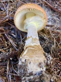 Amanita persicina image