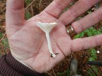 Hygrophorus eburneus image