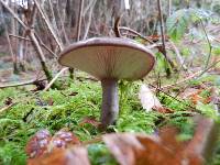 Lactarius pseudomucidus image