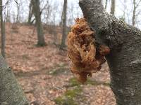 Phaeotremella frondosa image