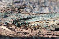 Chlorociboria aeruginascens image