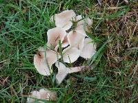 Clitocybe tarda image