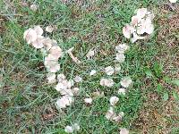 Clitocybe tarda image