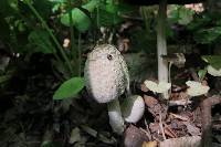 Coprinopsis variegata image