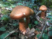 Cortinarius armillatus image